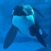 ヒメ日記 2025/08/16 11:17 投稿 おるか ベイキュート