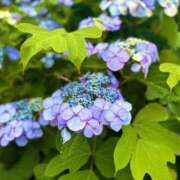 ヒメ日記 2025/08/07 10:58 投稿 西田千里(ちさと) 東京不倫～とうきょうふりん～