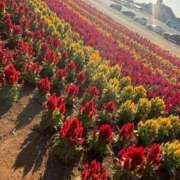 ヒメ日記 2025/04/10 07:45 投稿 アヤカ ソープランドMAX‐マックス- 浅草店