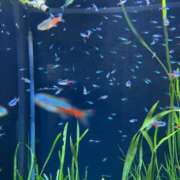 ヒメ日記 2025/10/07 18:00 投稿 赤葦　けい【清楚系ロリ巨乳】 Salon de Flawless（サロンドフローレス）