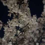 しゅり 出勤予定✔🗓 カクテル(岡山)