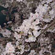 ヒメ日記 2025/04/11 18:14 投稿 Kirino THE RICH