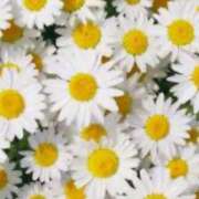 こはる 14時 ○○○○様 奥鉄オクテツ東京店（デリヘル市場）