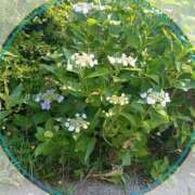 ヒメ日記 2025/07/11 08:44 投稿 あけみ 優しい奥様 札幌すすきの店