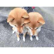 ヒメ日記 2025/12/03 16:14 投稿 あけみ 優しい奥様 札幌すすきの店