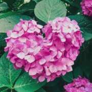 ヒメ日記 2026/07/20 13:54 投稿 あけみ 優しい奥様 札幌すすきの店