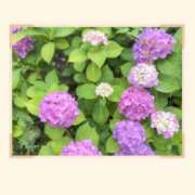 ヒメ日記 2026/07/22 09:04 投稿 あけみ 優しい奥様 札幌すすきの店