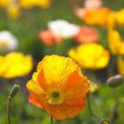 ヒメ日記 2025/04/20 12:44 投稿 なお【業界未経験】 優しい奥様 札幌すすきの店