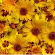 ヒメ日記 2025/07/19 23:04 投稿 なお【業界未経験】 優しい奥様 札幌すすきの店