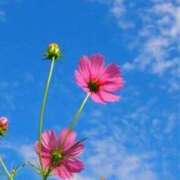 ヒメ日記 2025/09/23 17:44 投稿 なお【業界未経験】 優しい奥様 札幌すすきの店