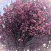 ヒメ日記 2025/05/13 21:05 投稿 新人ひかる3/1入店 優しい奥様 札幌すすきの店