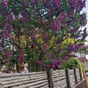 ヒメ日記 2025/05/20 20:04 投稿 まきこ 優しい奥様 札幌すすきの店