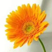 ヒメ日記 2025/06/08 15:24 投稿 まきこ 優しい奥様 札幌すすきの店