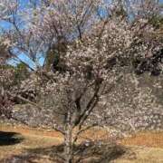 ヒメ日記 2025/12/15 19:04 投稿 まきこ 優しい奥様 札幌すすきの店