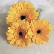 ヒメ日記 2026/01/11 23:54 投稿 まきこ 優しい奥様 札幌すすきの店