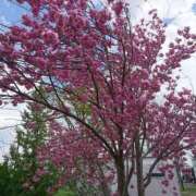 ヒメ日記 2026/03/11 22:24 投稿 みなみ 優しい奥様 札幌すすきの店