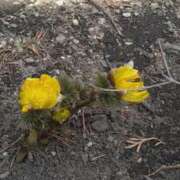 ヒメ日記 2026/03/13 08:54 投稿 みなみ 優しい奥様 札幌すすきの店