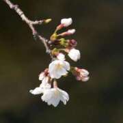 ヒメ日記 2025/05/02 07:24 投稿 ゆきの 優しい奥様 札幌すすきの店