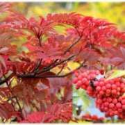 ヒメ日記 2025/10/16 12:24 投稿 ゆきの 優しい奥様 札幌すすきの店