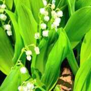 ヒメ日記 2026/05/14 07:04 投稿 ゆきの 優しい奥様 札幌すすきの店