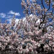 ヒメ日記 2025/05/03 23:54 投稿 よしこ【未経験入店】 優しい奥様 札幌すすきの店