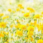 ヒメ日記 2025/06/21 22:44 投稿 よしこ【未経験入店】 優しい奥様 札幌すすきの店