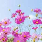 ヒメ日記 2025/09/14 20:24 投稿 よしこ【未経験入店】 優しい奥様 札幌すすきの店