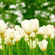 ヒメ日記 2025/04/17 16:44 投稿 りな【未経験】 優しい奥様 札幌すすきの店