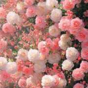 ヒメ日記 2025/04/26 08:14 投稿 りな【未経験】 優しい奥様 札幌すすきの店