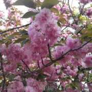 ヒメ日記 2025/04/19 18:25 投稿 智美(ともみ) PLUS梅田店