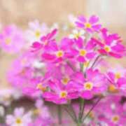 ヒメ日記 2025/05/23 21:29 投稿 こはる 奥鉄オクテツ神奈川店（デリヘル市場グループ）