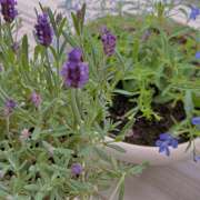 ヒメ日記 2025/05/29 16:55 投稿 雪見 おとなのわいせつ倶楽部 本厚木店