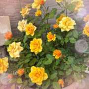 ヒメ日記 2025/05/30 23:12 投稿 つぐみ モアグループ神栖人妻花壇