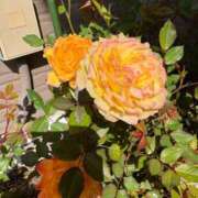 つぐみ 『K様』 モアグループ神栖人妻花壇