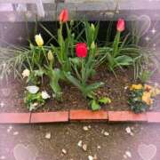 ヒメ日記 2026/04/05 11:46 投稿 つぐみ モアグループ神栖人妻花壇