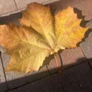 ヒメ日記 2025/11/17 11:57 投稿 東城 パンドラ（吉原）