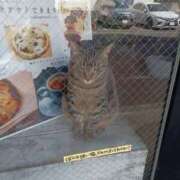 ヒメ日記 2025/04/18 11:25 投稿 ちい 待ちナビ