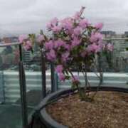 ヒメ日記 2025/04/24 13:35 投稿 ちい 待ちナビ