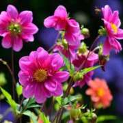 ヒメ日記 2025/04/25 05:35 投稿 ちい 待ちナビ