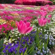 ヒメ日記 2025/04/27 13:06 投稿 ちい 待ちナビ