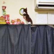 ヒメ日記 2025/04/28 11:16 投稿 ちい 待ちナビ