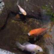 ヒメ日記 2025/05/02 13:33 投稿 ちい 待ちナビ