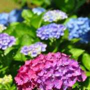 ヒメ日記 2025/05/24 17:45 投稿 ちい 待ちナビ