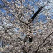 ヒメ日記 2026/03/29 17:57 投稿 むつみ ハピネス東京