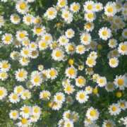 ヒメ日記 2025/05/08 17:54 投稿 ゆめ みつらん鉄道