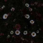 ヒメ日記 2025/10/22 19:44 投稿 ゆめ みつらん鉄道