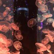 ヒメ日記 2025/04/28 20:01 投稿 天音  未来 東京貴楼館