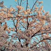 おと 明日も♡ 熟女の風俗最終章 新潟店