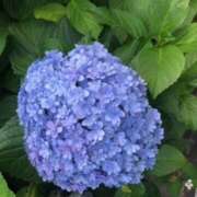 ヒメ日記 2025/06/04 18:41 投稿 ありす パイの巣