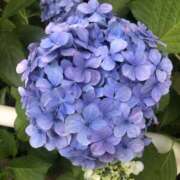 ヒメ日記 2025/06/18 20:23 投稿 ありす パイの巣